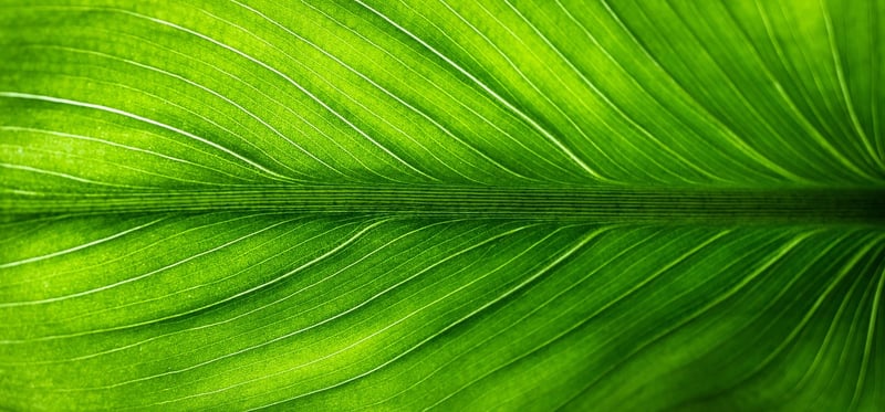 Eco-friendly jewelry