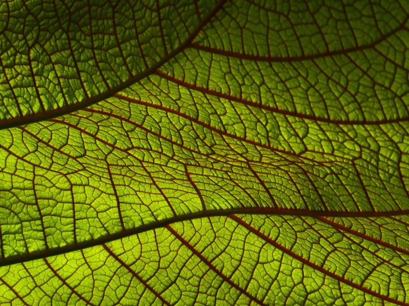 Botanical Prints